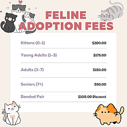 Cat Adoption Fees